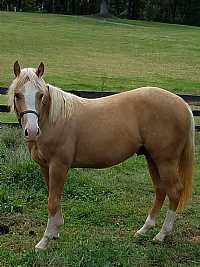 Mister Ed