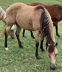 Rio Dusty Cowgirl<br>'Cowgirl'