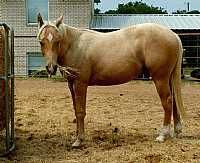 Gold Starlight <br>'Roy'